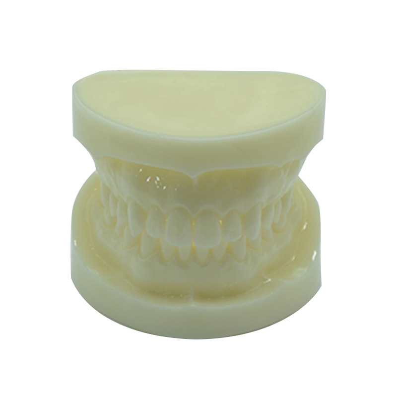 UM-S22 White Alundum Teeth Model