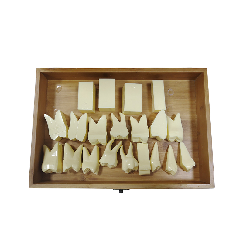 UM-U6 Three Times Carving Teeth Steps Guidance Model(a Set of 5 Teeth Position)