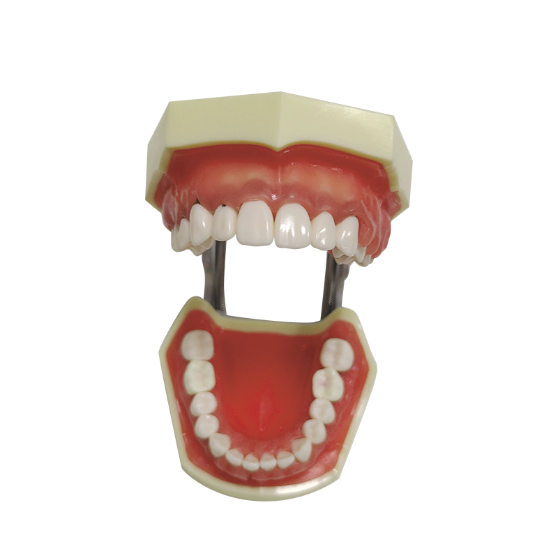 UM-4023 Jaw Model with Periodontal Disease