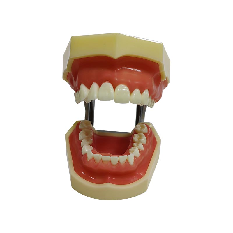 UM-4022 Periodontal Model